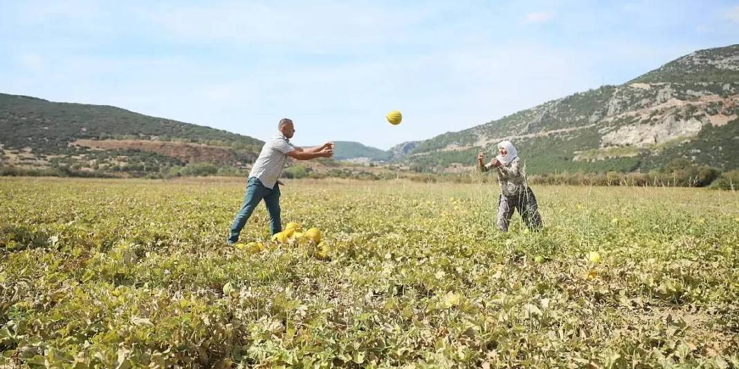 Sadece bu yaylada yetişiyor! Türkiye’nin endemik ürünü hasat ediliyor: 400 dekarda, altın değerinde 1